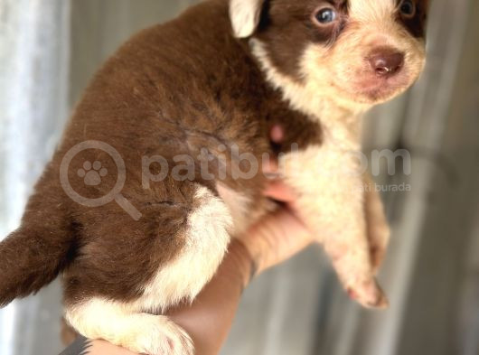 Her Renk Border Collie Yavrular görsel