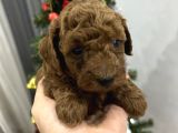 Irk Garantili Toy Poodle Yavrular
