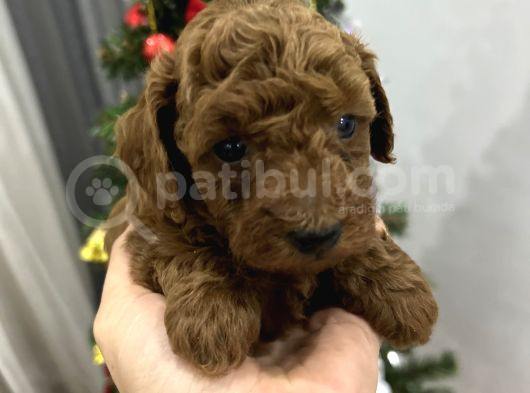 Irk Garantili Toy Poodle Yavrular görsel