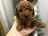 Irk Garantili Toy Poodle Yavrular