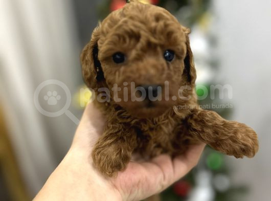 Irk Garantili Toy Poodle Yavrular görsel