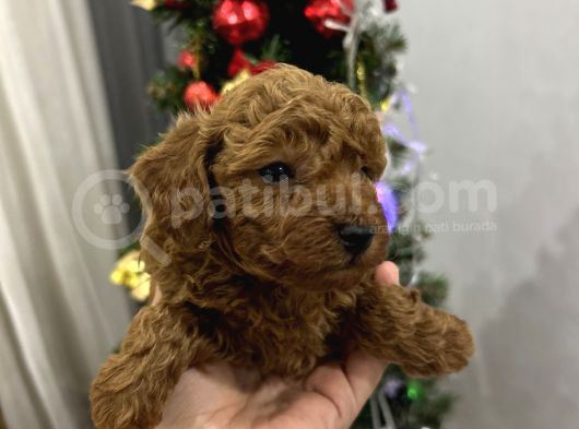 Irk Garantili Toy Poodle Yavrular görsel