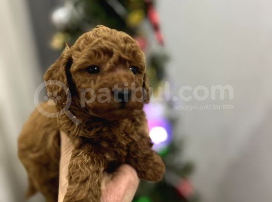 Irk Garantili Toy Poodle Yavrular görsel
