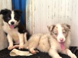 Her Renk Border Collie Yavrular