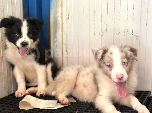 Her Renk Border Collie Yavrular görsel