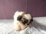 0 numara mükemmel Kalite shihtzu