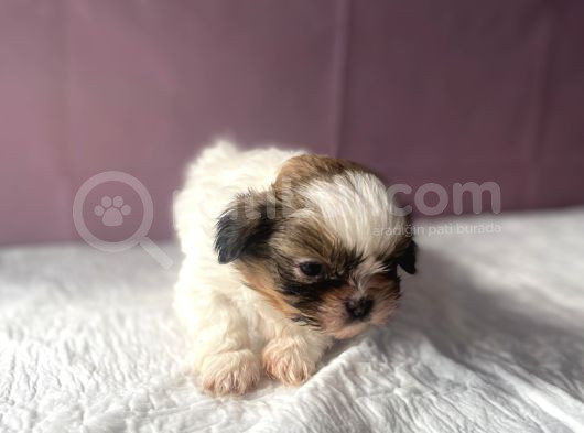 0 Numara Mükemmel Kalite Shihtzu