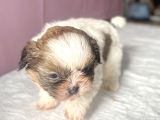 0 Numara Mükemmel Kalite Shihtzu