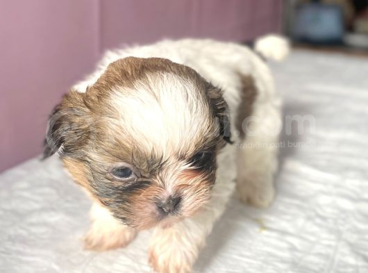 0 Numara Mükemmel Kalite Shihtzu görsel