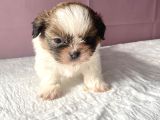 0 Numara Mükemmel Kalite Shihtzu
