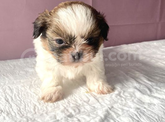 0 Numara Mükemmel Kalite Shihtzu görsel