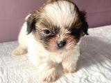 0 Numara Mükemmel Kalite Shihtzu