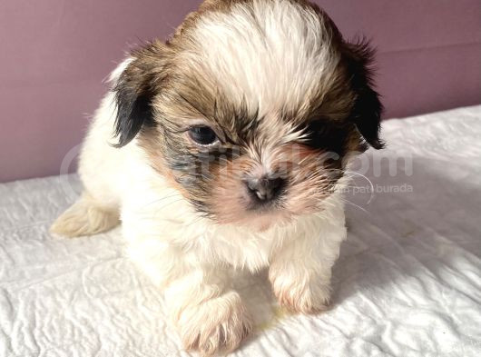 0 Numara Mükemmel Kalite Shihtzu görsel