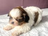 0 Numara Mükemmel Kalite Shihtzu