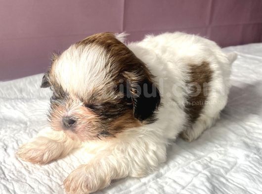 0 Numara Mükemmel Kalite Shihtzu görsel