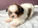 0 Numara Mükemmel Kalite Shihtzu