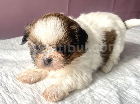 0 Numara Mükemmel Kalite Shihtzu görsel