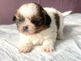 0 Numara Mükemmel Kalite Shihtzu