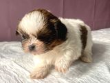 0 Numara Mükemmel Kalite Shihtzu