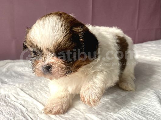 0 Numara Mükemmel Kalite Shihtzu görsel