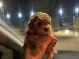 Teacup Maltipoo Kızımız