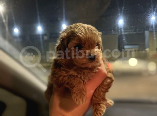 Teacup Maltipoo Kızımız görsel