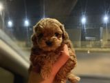 Teacup Maltipoo Kızımız