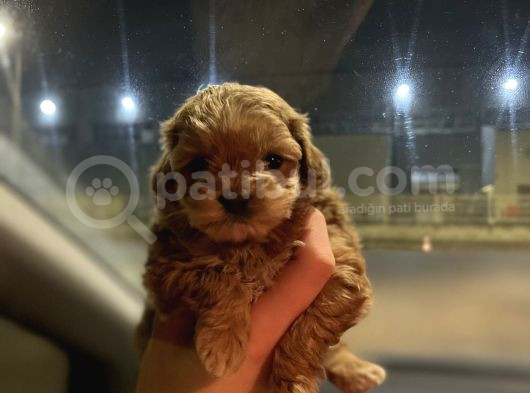 Teacup Maltipoo Kızımız görsel