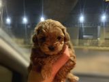 Teacup Maltipoo Kızımız