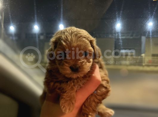 Teacup Maltipoo Kızımız
