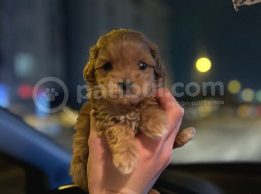 Teacup Maltipoo Kızımız görsel