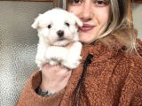 Bursa Köpek Okulundan Maltese Yavrular