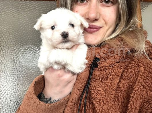 Bursa Köpek Okulundan Maltese Yavrular görsel