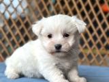 Bursa Köpek Okulundan Maltese Yavrular