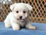 Bursa Köpek Okulundan Maltese Yavrular