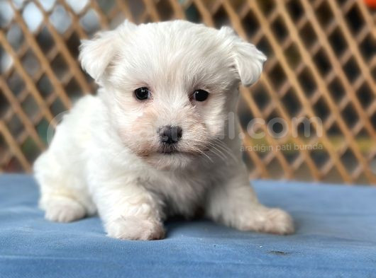 Bursa Köpek Okulundan Maltese Yavrular görsel