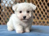 Bursa Köpek Okulundan Maltese Yavrular