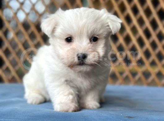 Bursa Köpek Okulundan Maltese Yavrular görsel