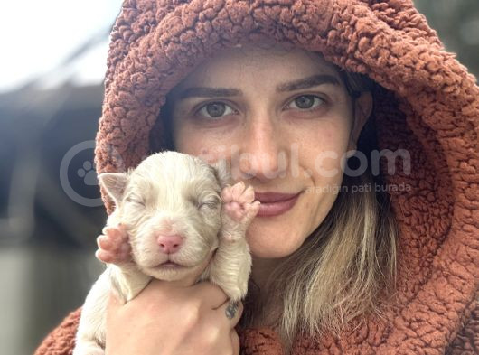 Her Renk Border Collie Yavrular görsel