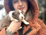 Her Renk Border Collie Yavrular