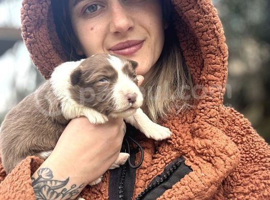 Her Renk Border Collie Yavrular görsel