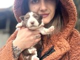 Her Renk Border Collie Yavrular