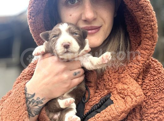 Her Renk Border Collie Yavrular görsel