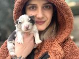 Her Renk Border Collie Yavrular