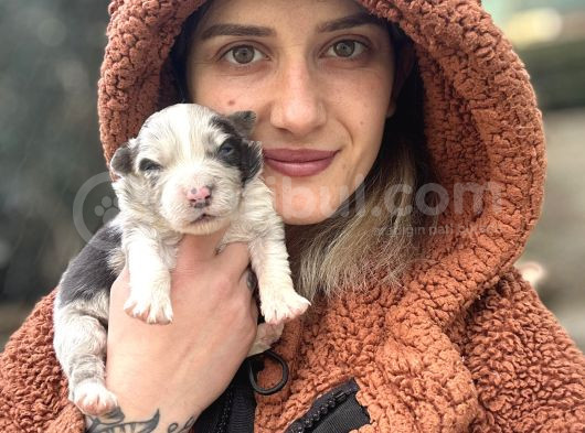 Her Renk Border Collie Yavrular görsel