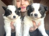 Her renk border collie yavrular