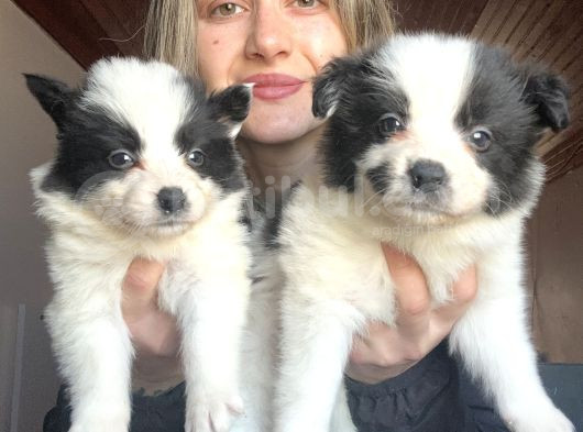 Her Renk Border Collie Yavrular
