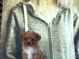 Bursa Köpek Okulundan Toy Poodle Yavrular