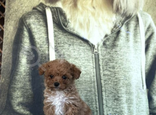 Bursa Köpek Okulundan Toy Poodle Yavrular görsel