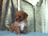 Bursa Köpek Okulundan Toy Poodle Yavrular